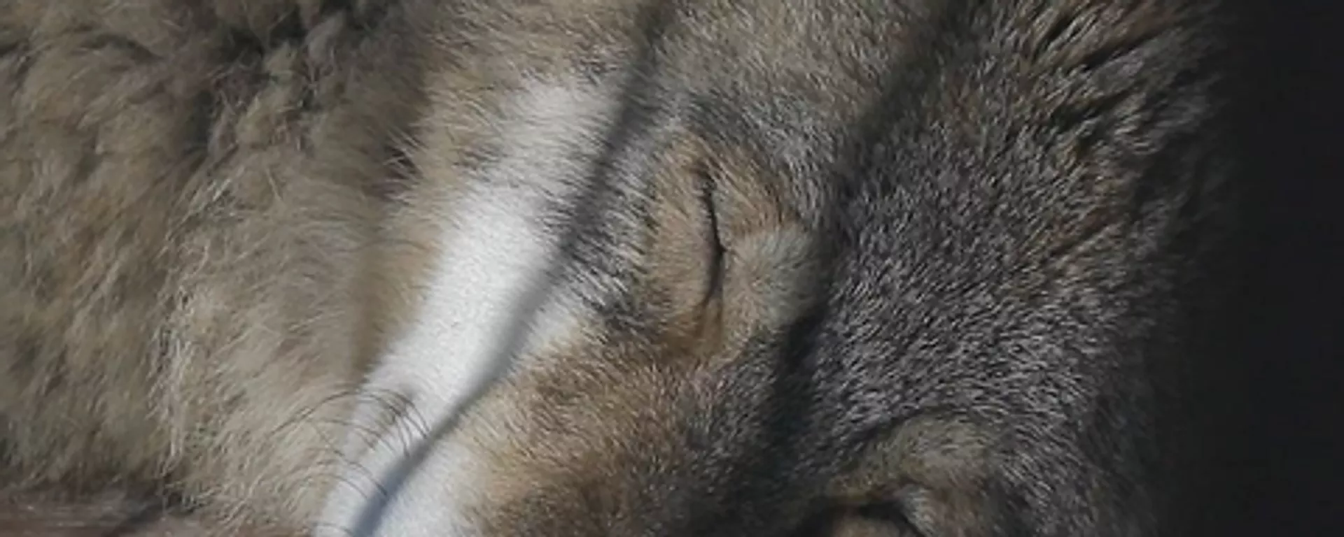 Un lobo del santuario de Andréi Musienko Un lobo del santuario de Andréi Musienko - Sputnik Mundo, 1920, 07.04.2021