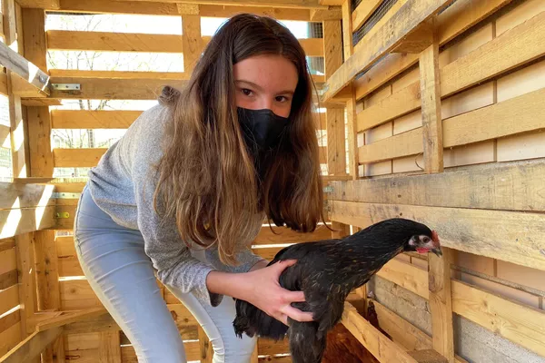 Una niña sostiene una gallina en el refugio de animales de su colegio en Sorihuela del Guadalimar, España Una niña sostiene una gallina en el refugio de animales de su colegio en Sorihuela del Guadalimar, España - Sputnik Mundo