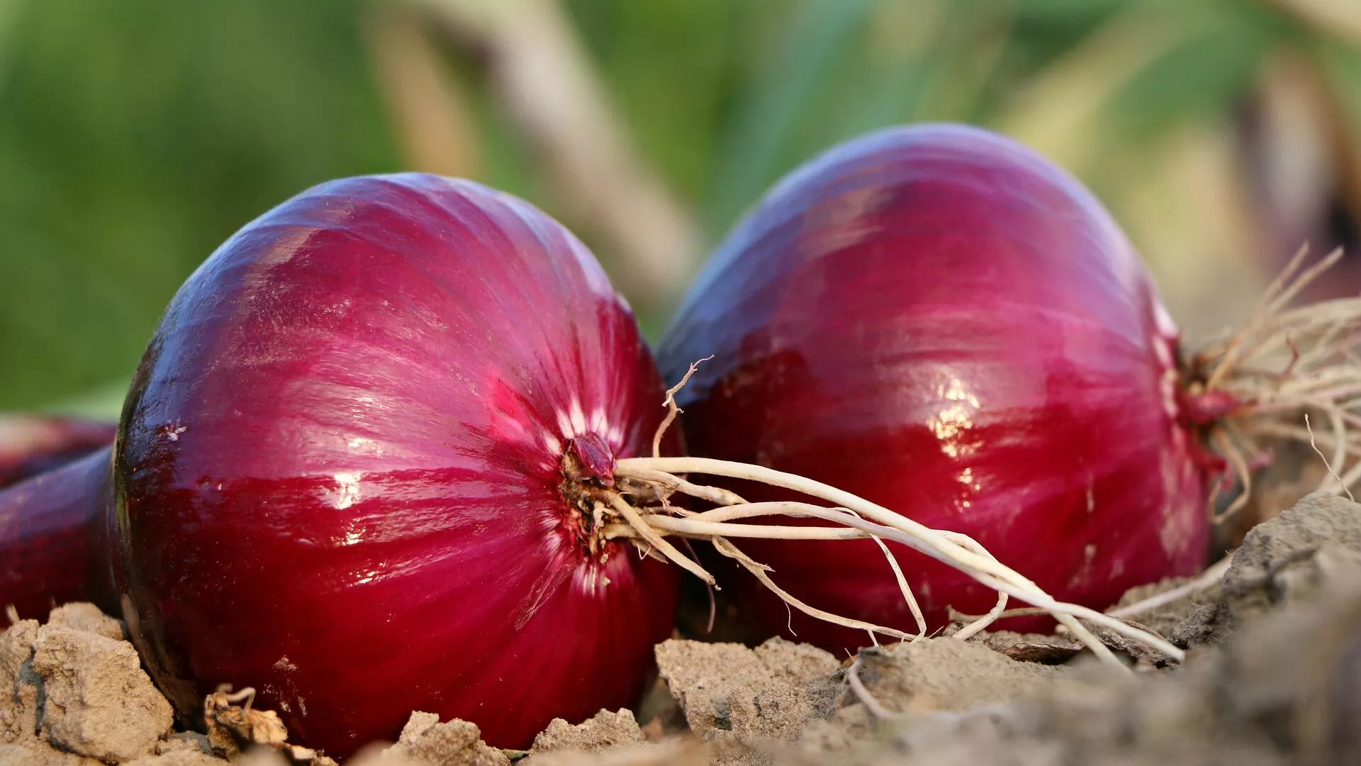 Cebollas