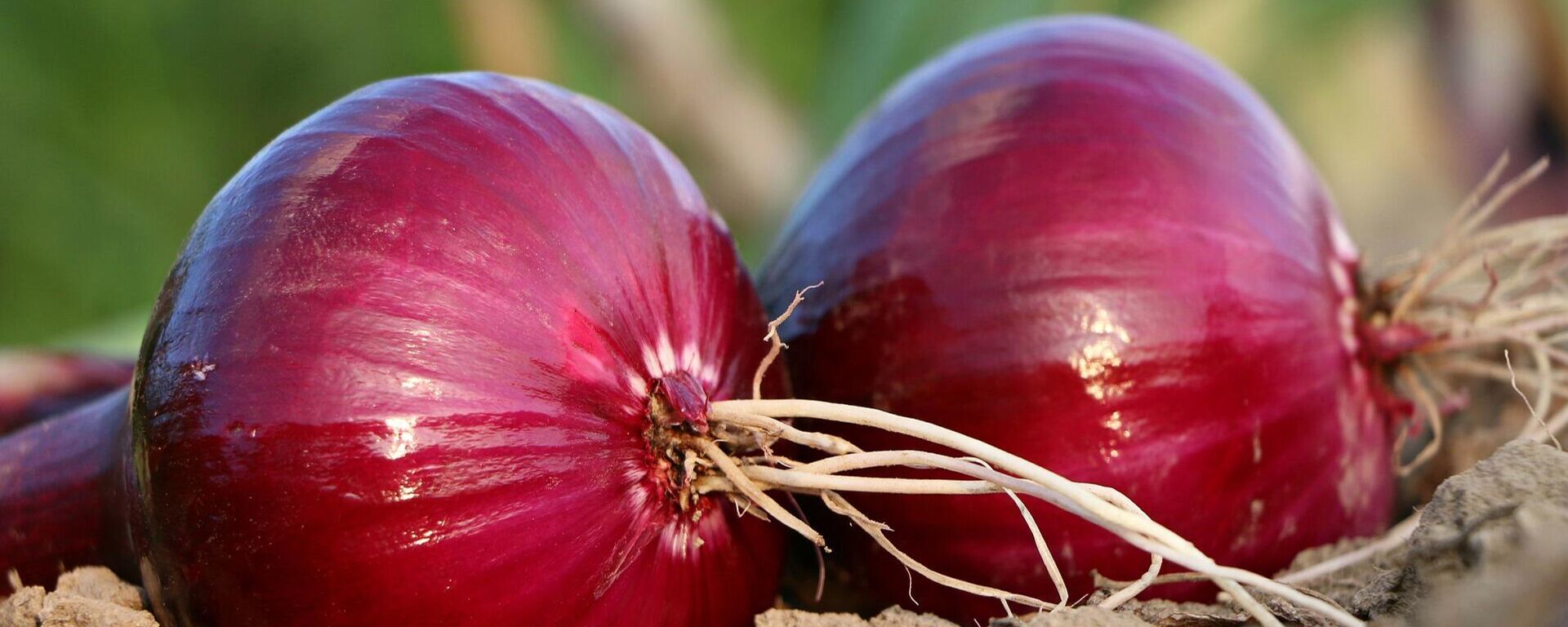 Cebollas - Sputnik Mundo, 1920, 09.04.2021