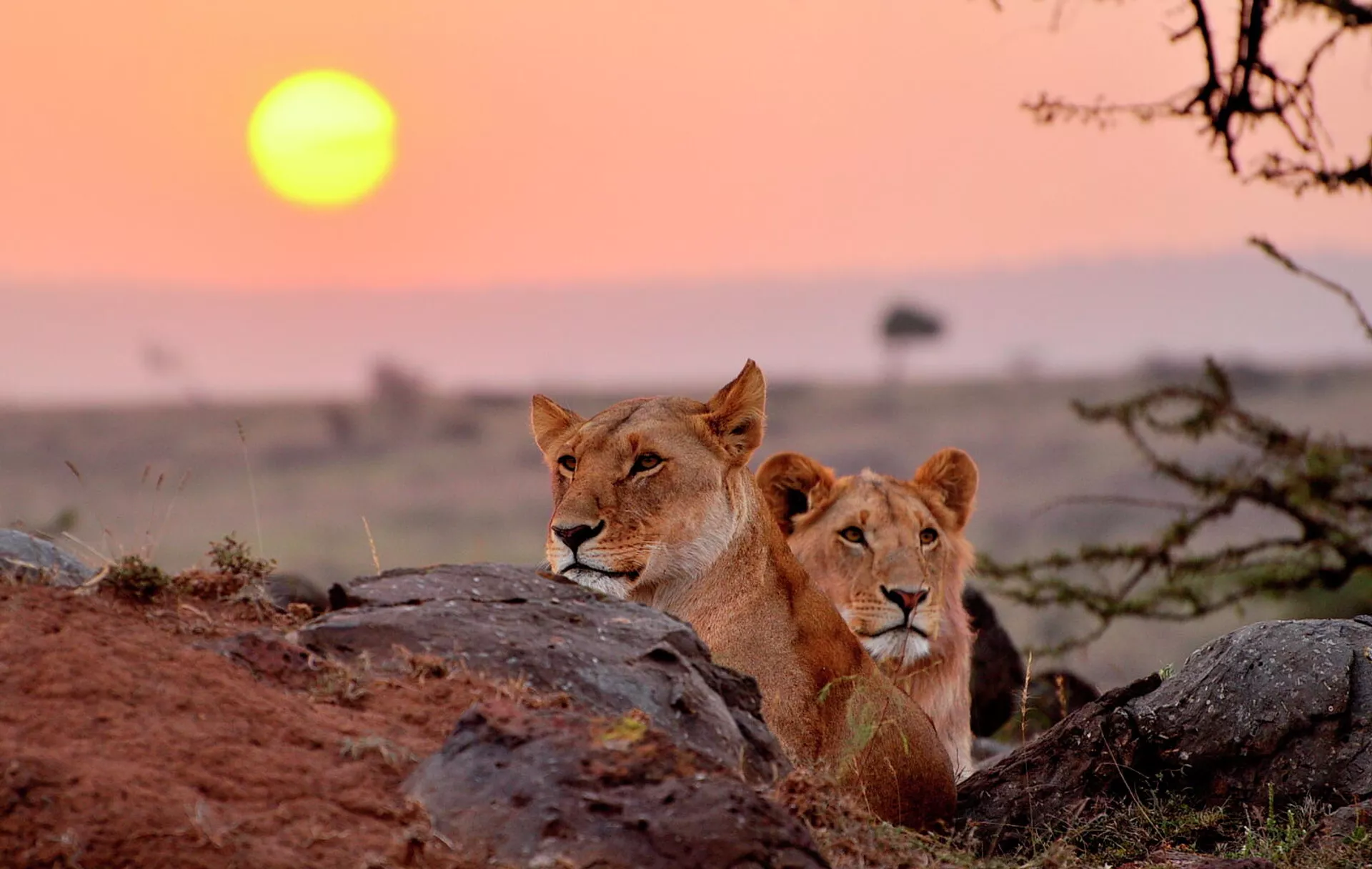 Leones en Masái Mara (Kenia) Leones en Masái Mara (Kenia) - Sputnik Mundo, 1920, 09.04.2021
