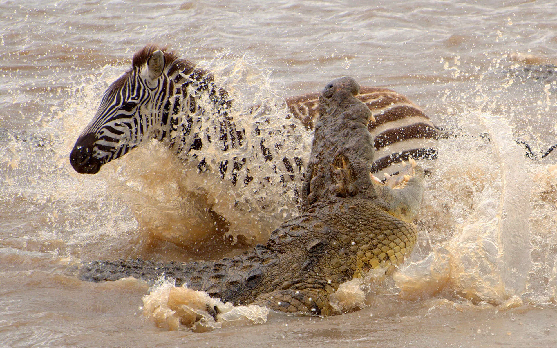 Cocodrilo atacando a una cebra en Masái Mara (Kenia) Cocodrilo atacando a una cebra en Masái Mara (Kenia) - Sputnik Mundo, 1920, 09.04.2021