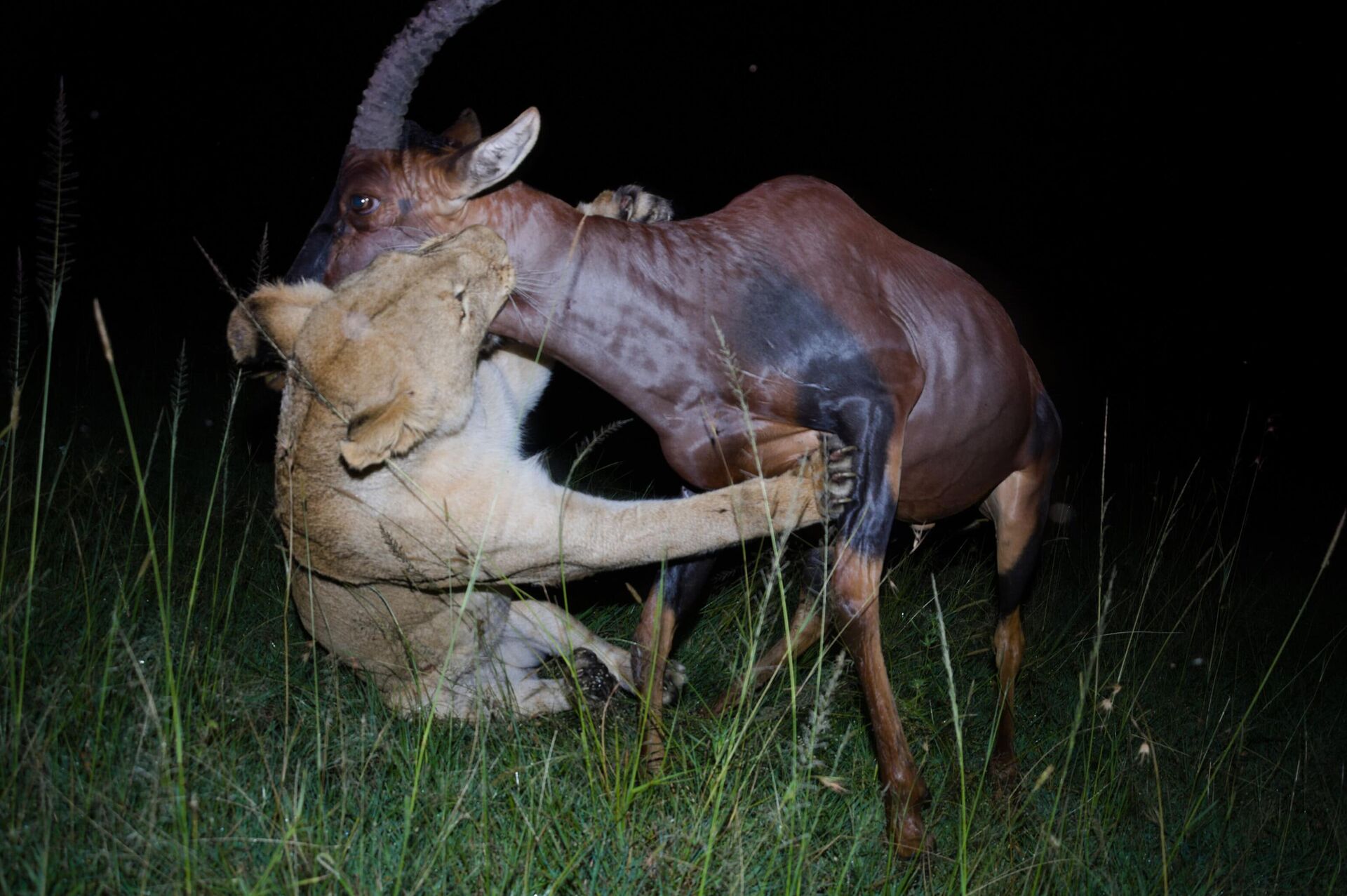 Leona cazando en Masái Mara (Kenia) - Sputnik Mundo, 1920, 09.04.2021