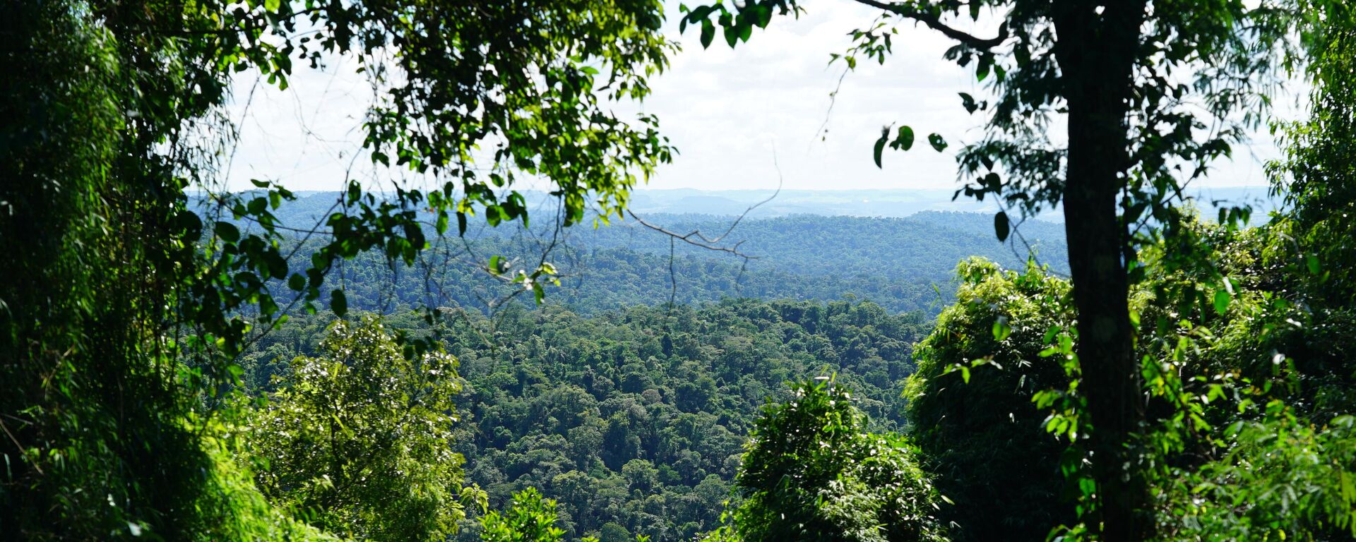 La selva de Misiones, Argentina - Sputnik Mundo, 1920, 10.04.2021