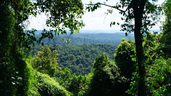 La selva de Misiones, Argentina - Sputnik Mundo