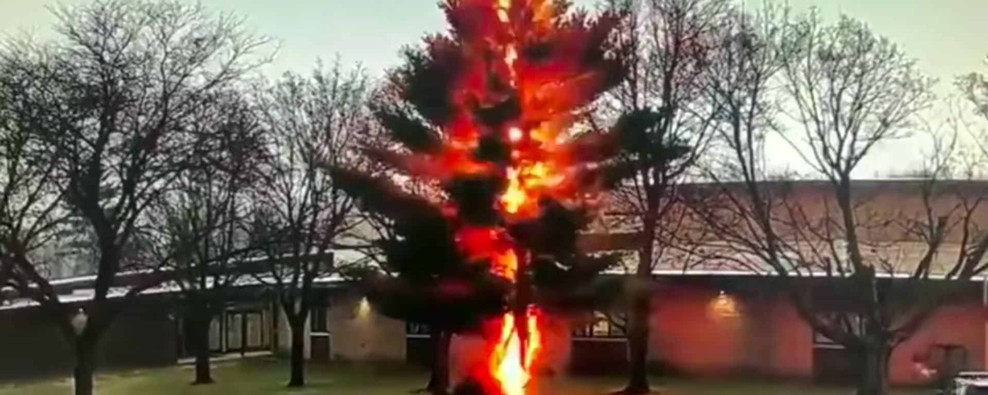 Un rayo quema un árbol enorme en segundos - Sputnik Mundo, 1920, 10.04.2021