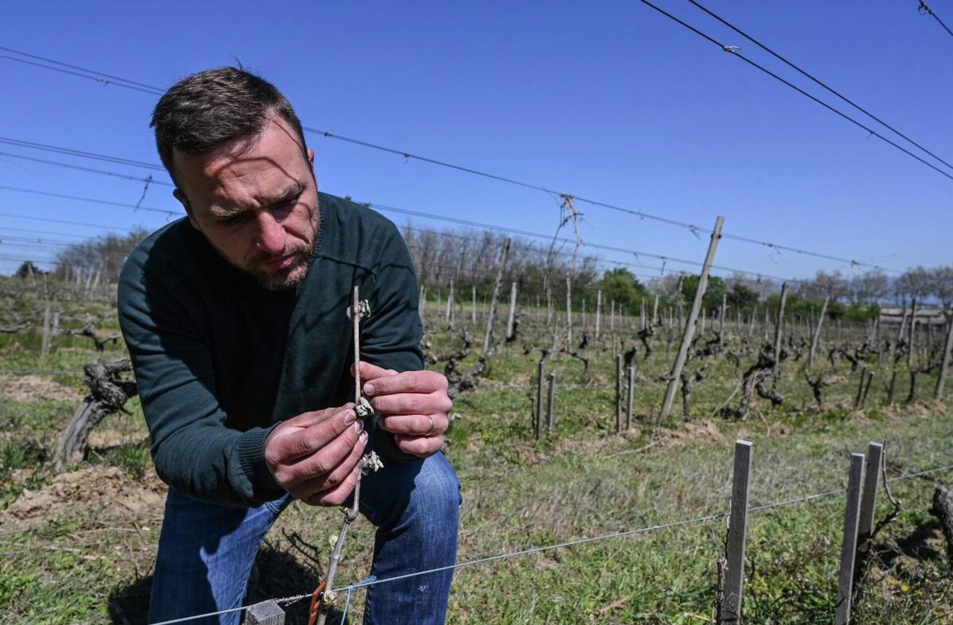 El enólogo francés Remy Nodin observa sus brotes dañados por la helada en Saint-Peray, cerca de Valence, el 8 de abril de 2021 - Sputnik Mundo, 1920, 11.04.2021