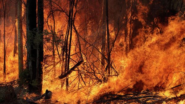 Incendios forestales en Australia - Sputnik Mundo