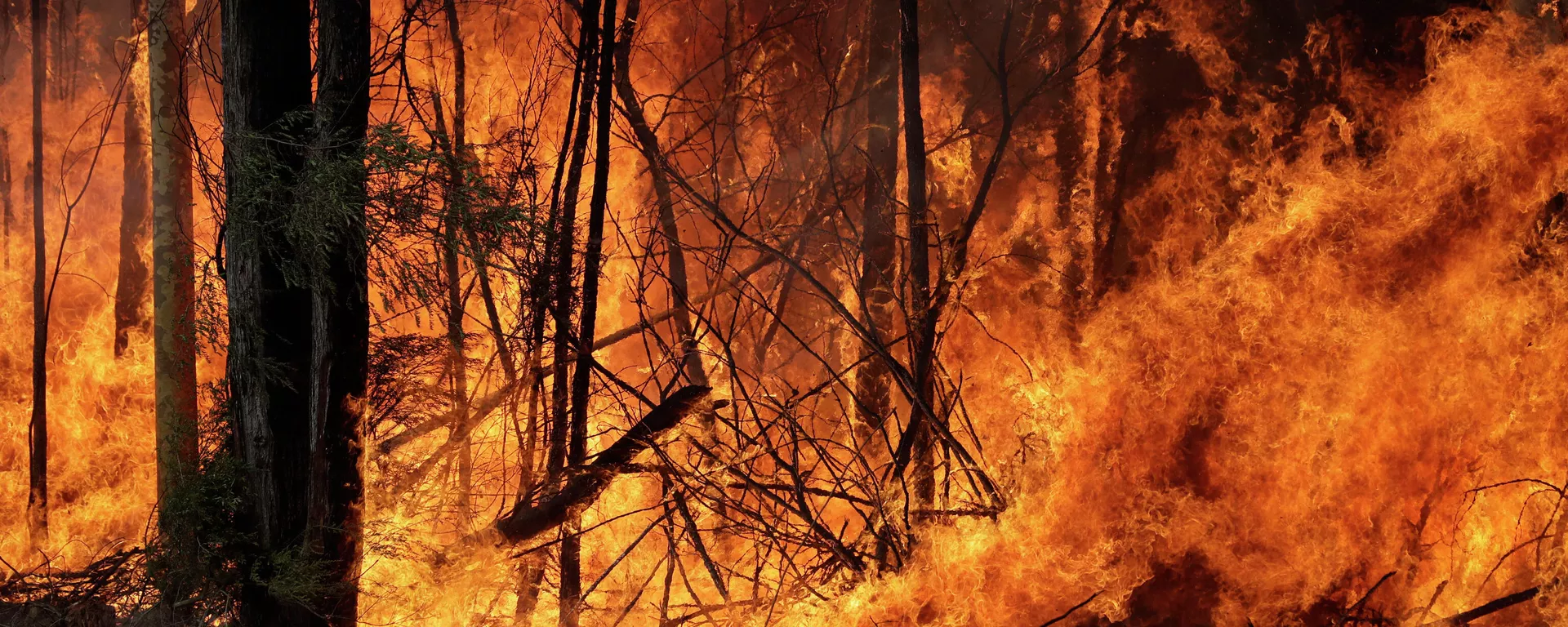 Incendios forestales en Australia Incendios forestales en Australia - Sputnik Mundo, 1920, 12.04.2021