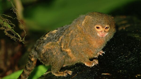 Cebuella pygmaea - Sputnik Mundo