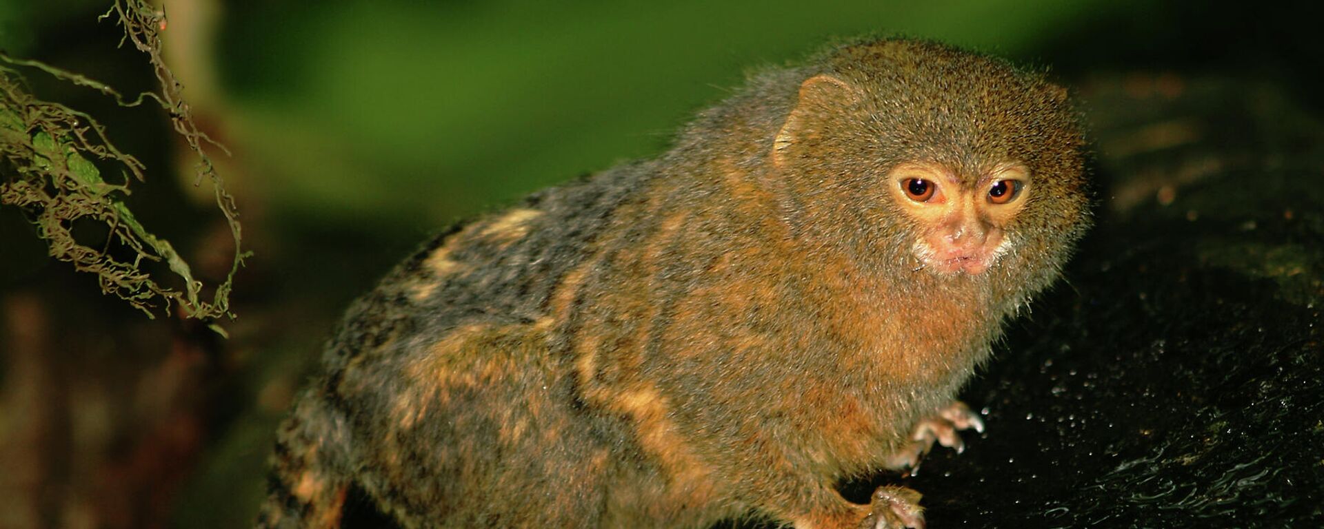 Cebuella pygmaea - Sputnik Mundo, 1920, 12.04.2021