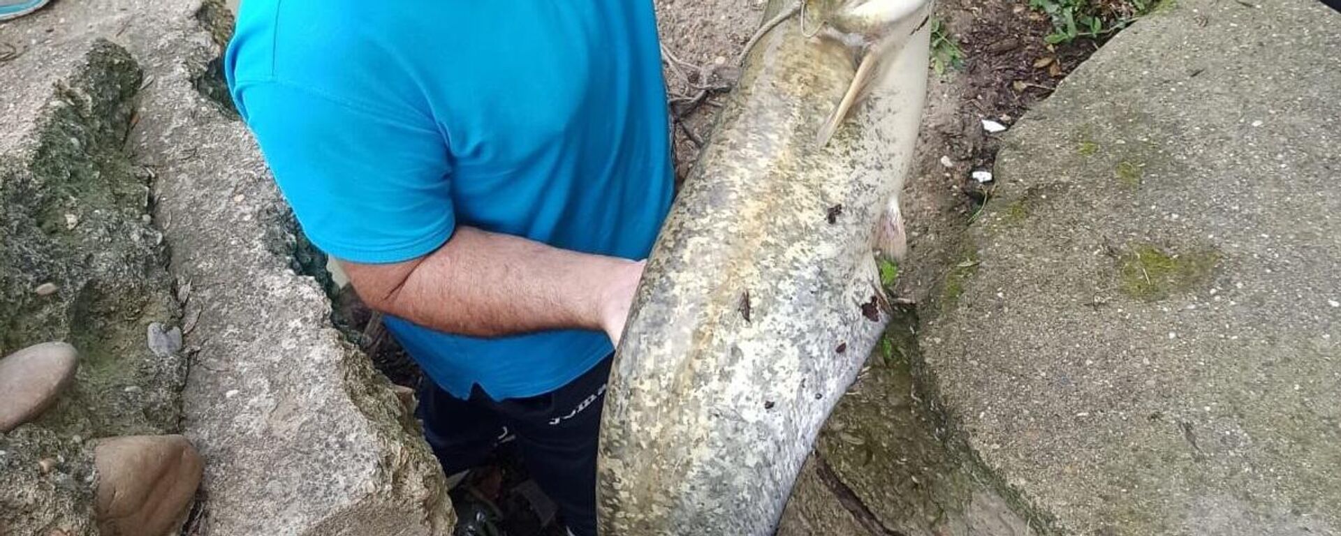 Siluro en el Guadalquivir - Sputnik Mundo, 1920, 13.04.2021