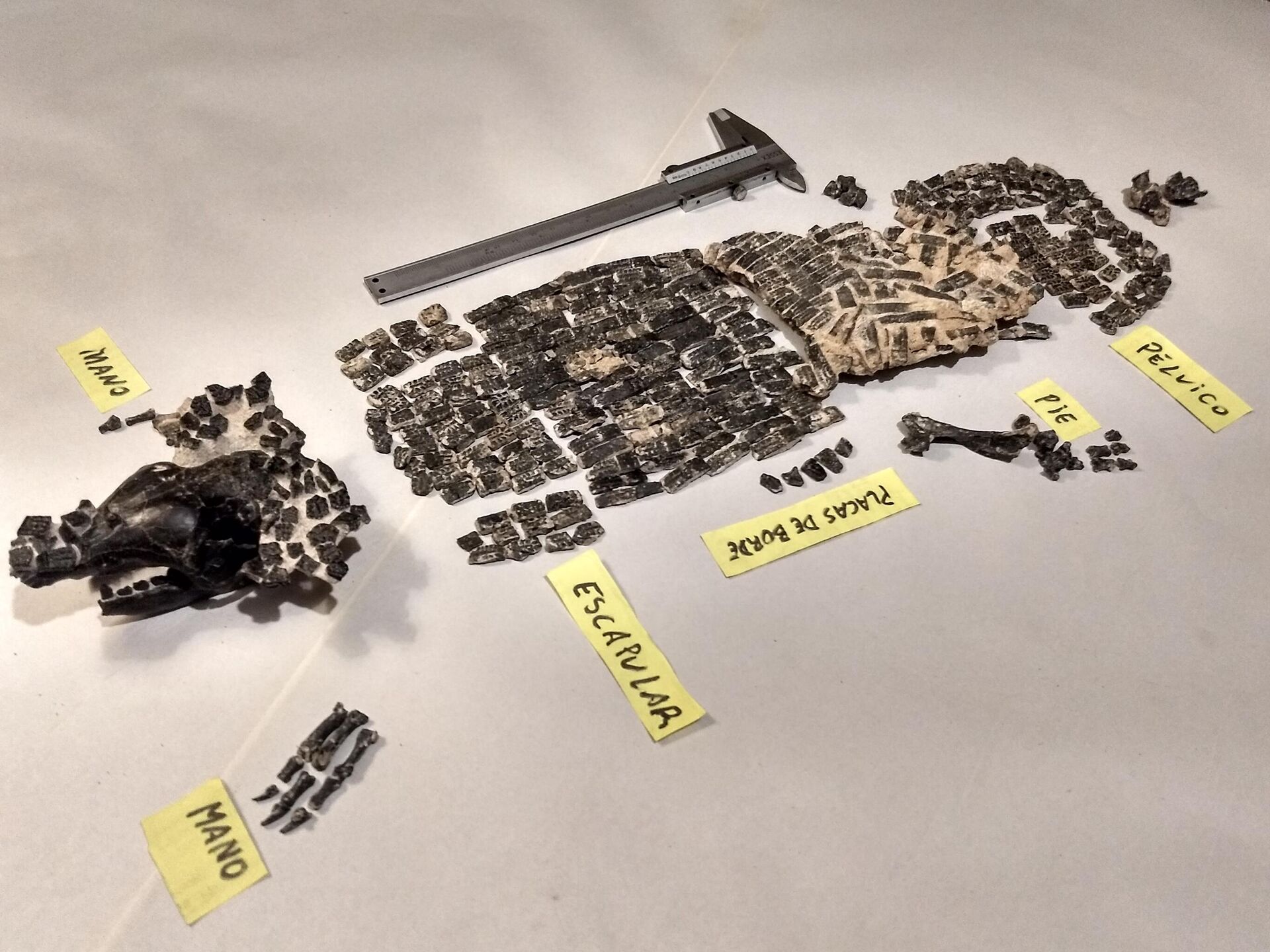 Fósil de quirquincho gigante - Sputnik Mundo, 1920, 13.04.2021