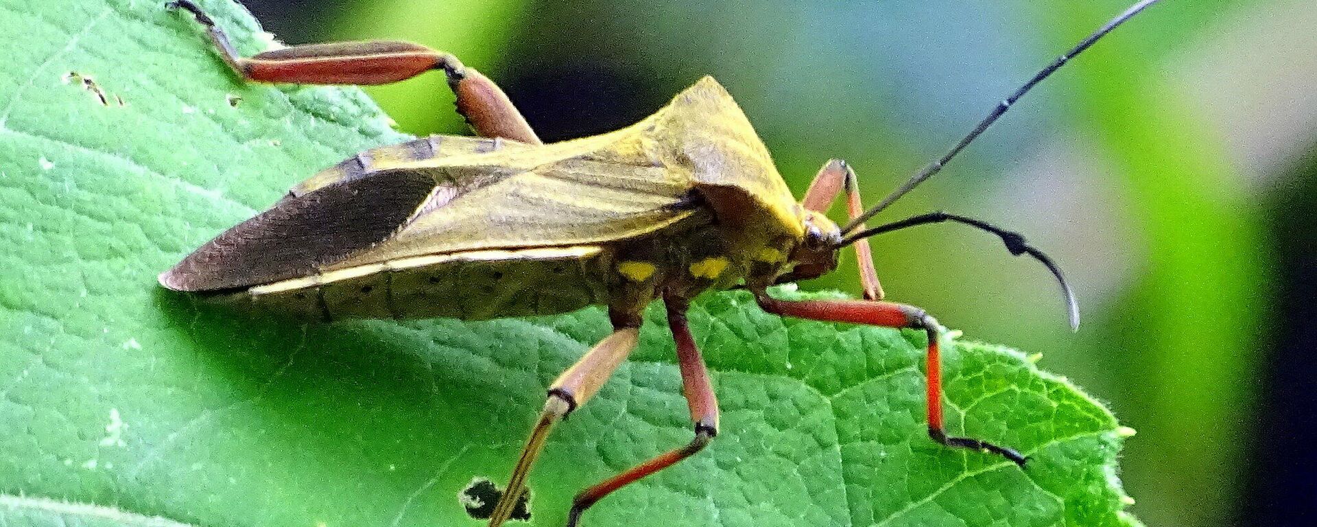 Chince de la enfermedad de Chagas - Sputnik Mundo, 1920, 14.04.2021