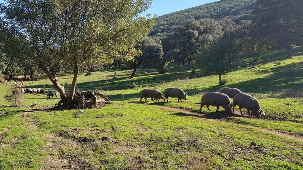 Piara de cerdo ibérico en la dehesa - Sputnik Mundo