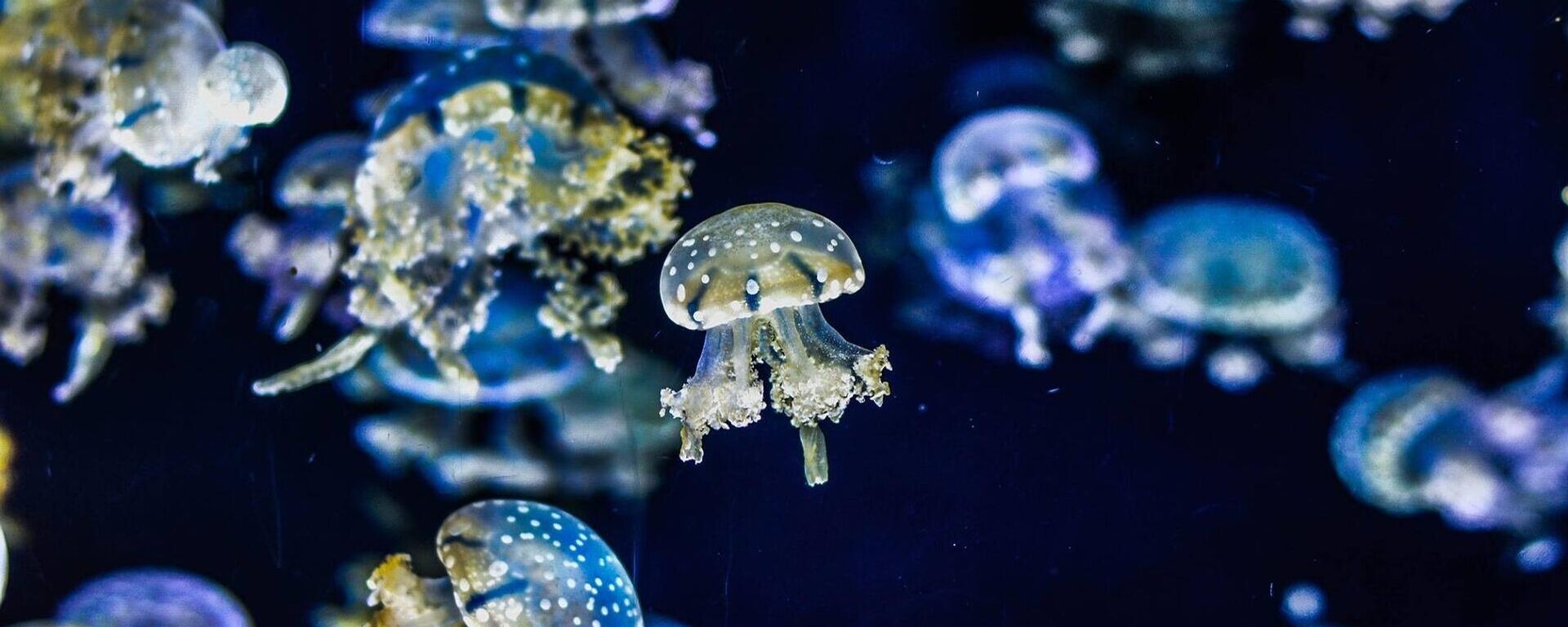 Imagen referencial de medusas - Sputnik Mundo, 1920, 14.04.2021