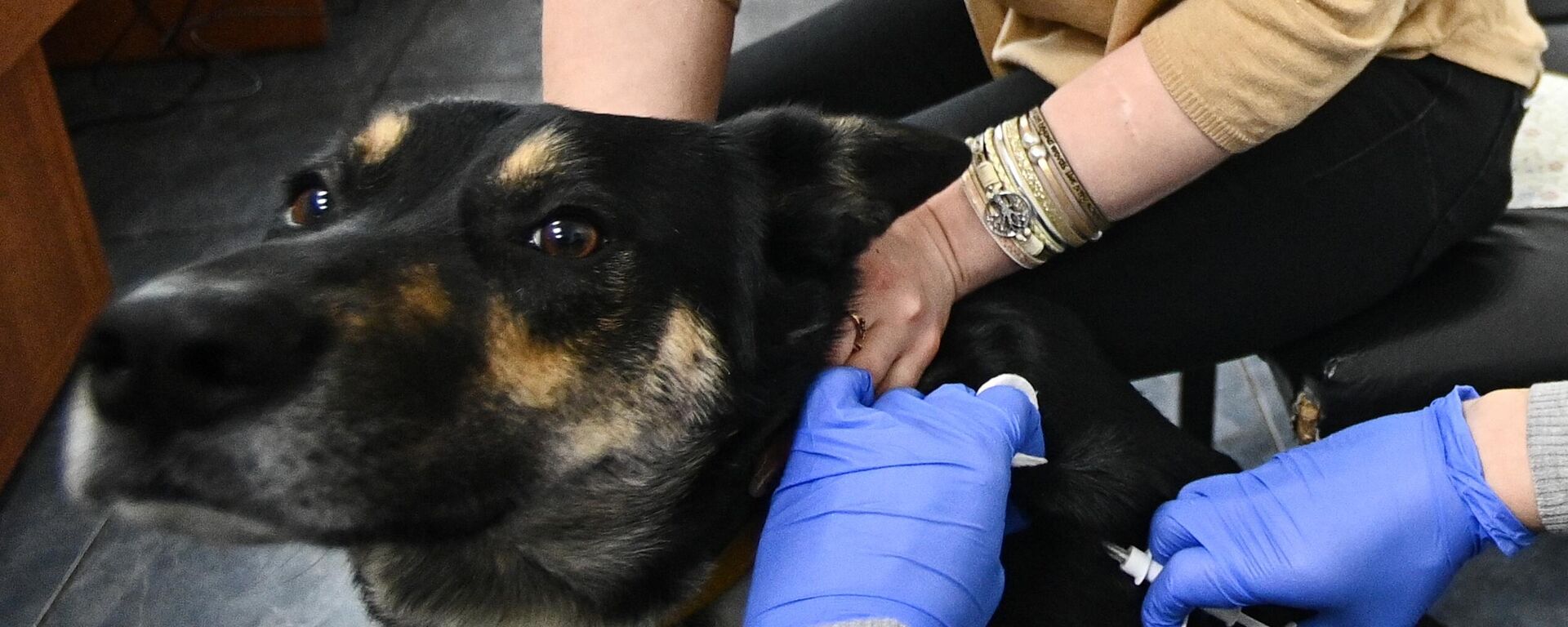 Hacen una inyección a un perro Hacen una inyección a un perro - Sputnik Mundo, 1920, 26.05.2021