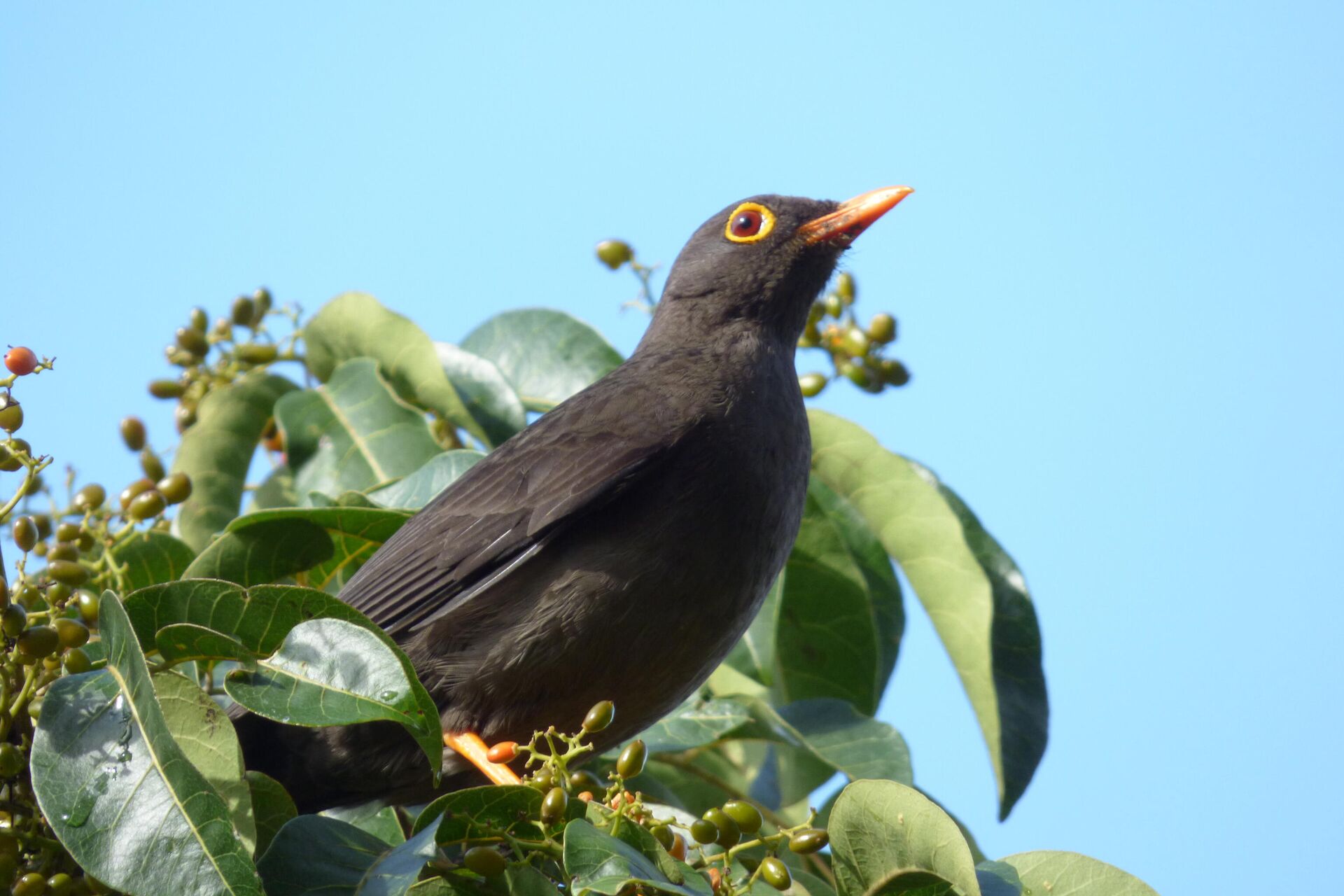 Un mirlo ('Turdus fuscater') - Sputnik Mundo, 1920, 15.04.2021