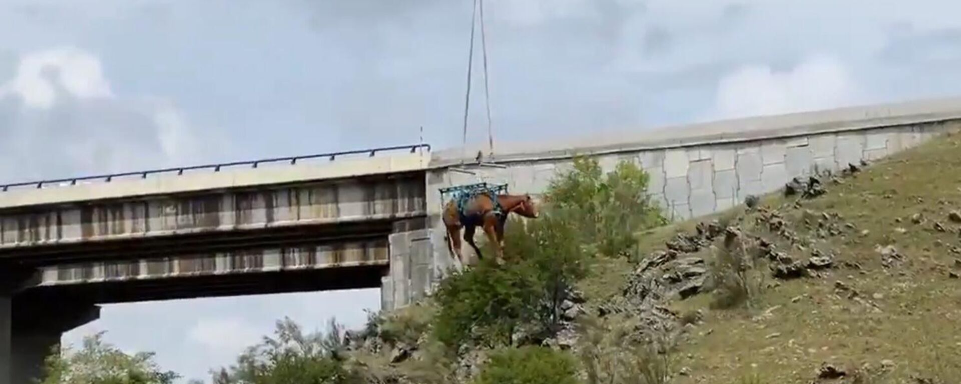 Una vaca sobrevolando el cielo de Madrid - Sputnik Mundo, 1920, 16.04.2021