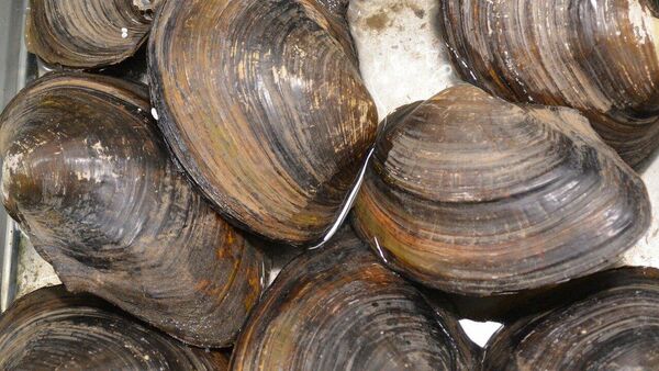 Imagen referencial de unas almejas - Sputnik Mundo