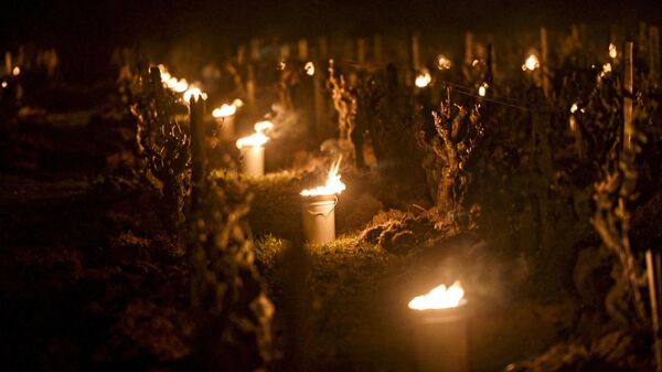 Velas cerca de las viñas de Vouvray (Francia) - Sputnik Mundo