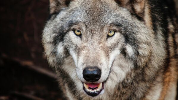 Un lobo (foto referencial) - Sputnik Mundo