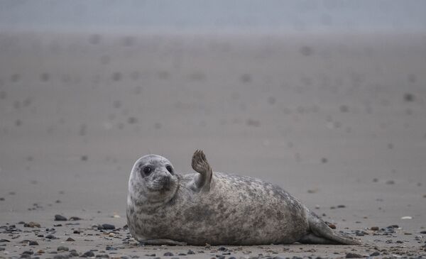 Foca gris en la isla de Helgoland en el Mar del Norte. - Sputnik Mundo