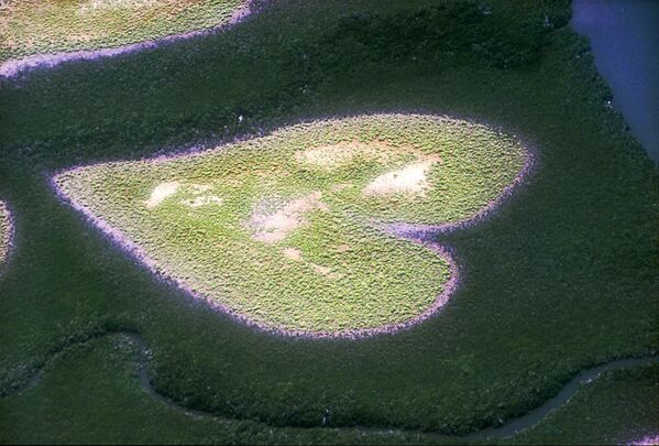 El Corazón de Voh, un manglar formado naturalmente en Nueva Caledonia. - Sputnik Mundo