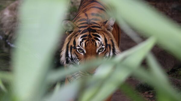 Un tigre - Sputnik Mundo