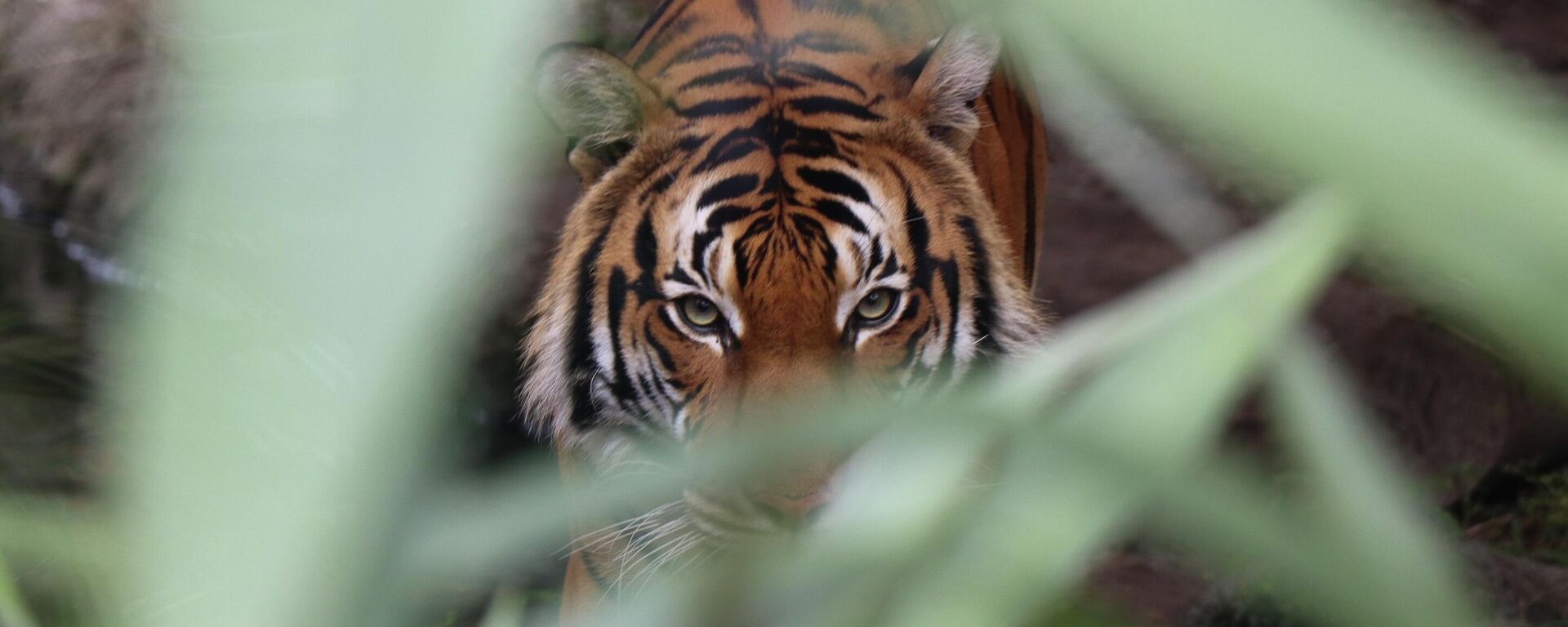Un tigre - Sputnik Mundo, 1920, 26.04.2021