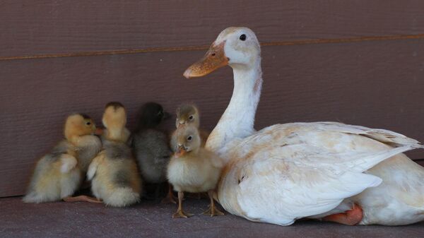 Imagen referencial de una familia de patos - Sputnik Mundo