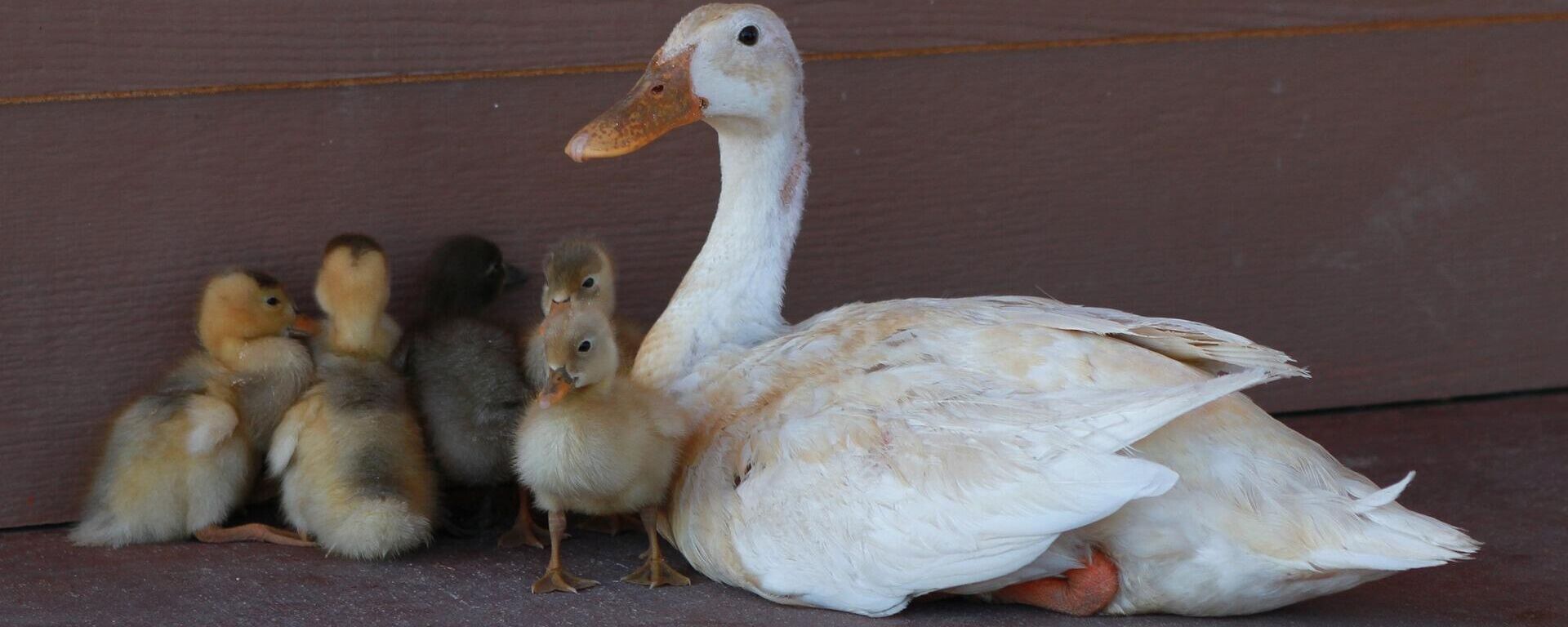 Imagen referencial de una familia de patos - Sputnik Mundo, 1920, 15.01.2022