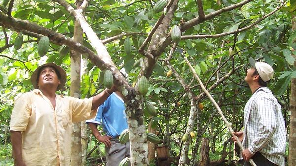 La Amazonia boliviana - Sputnik Mundo