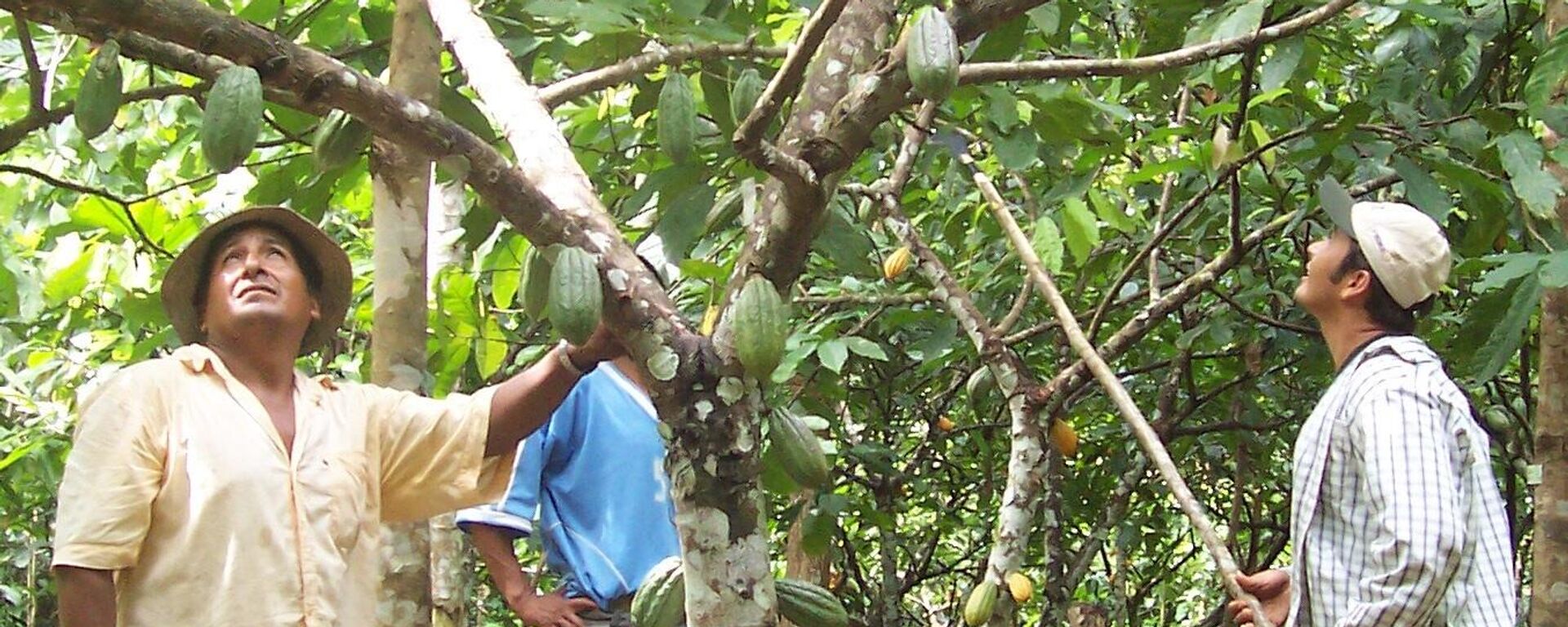 La Amazonia boliviana - Sputnik Mundo, 1920, 27.04.2021