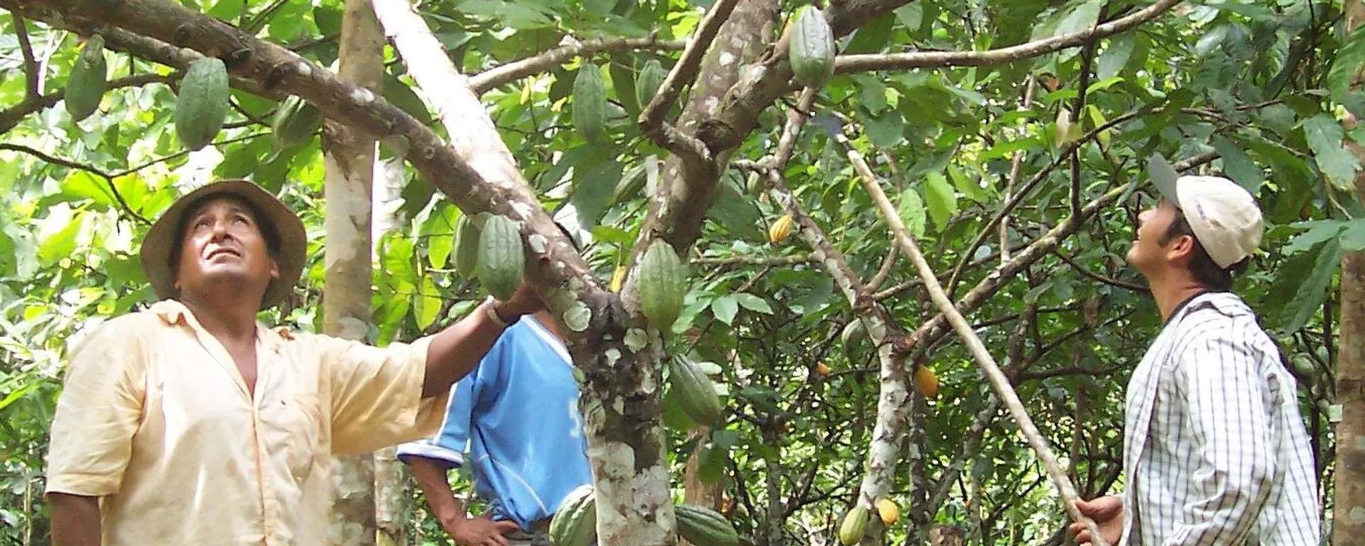 La Amazonia boliviana La Amazonia boliviana - Sputnik Mundo, 1920, 27.04.2021