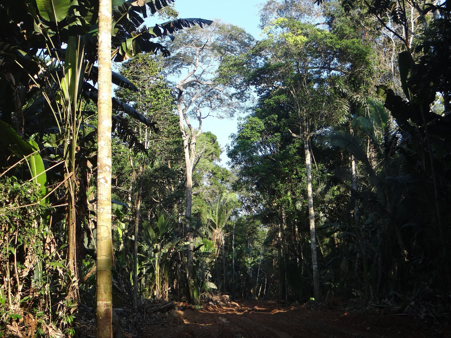 La Amazonia boliviana - Sputnik Mundo, 1920, 27.04.2021