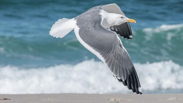 Una gaviota - Sputnik Mundo