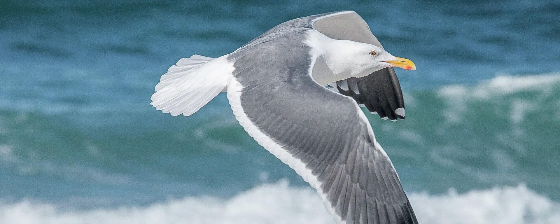 Una gaviota - Sputnik Mundo, 1920, 26.04.2021