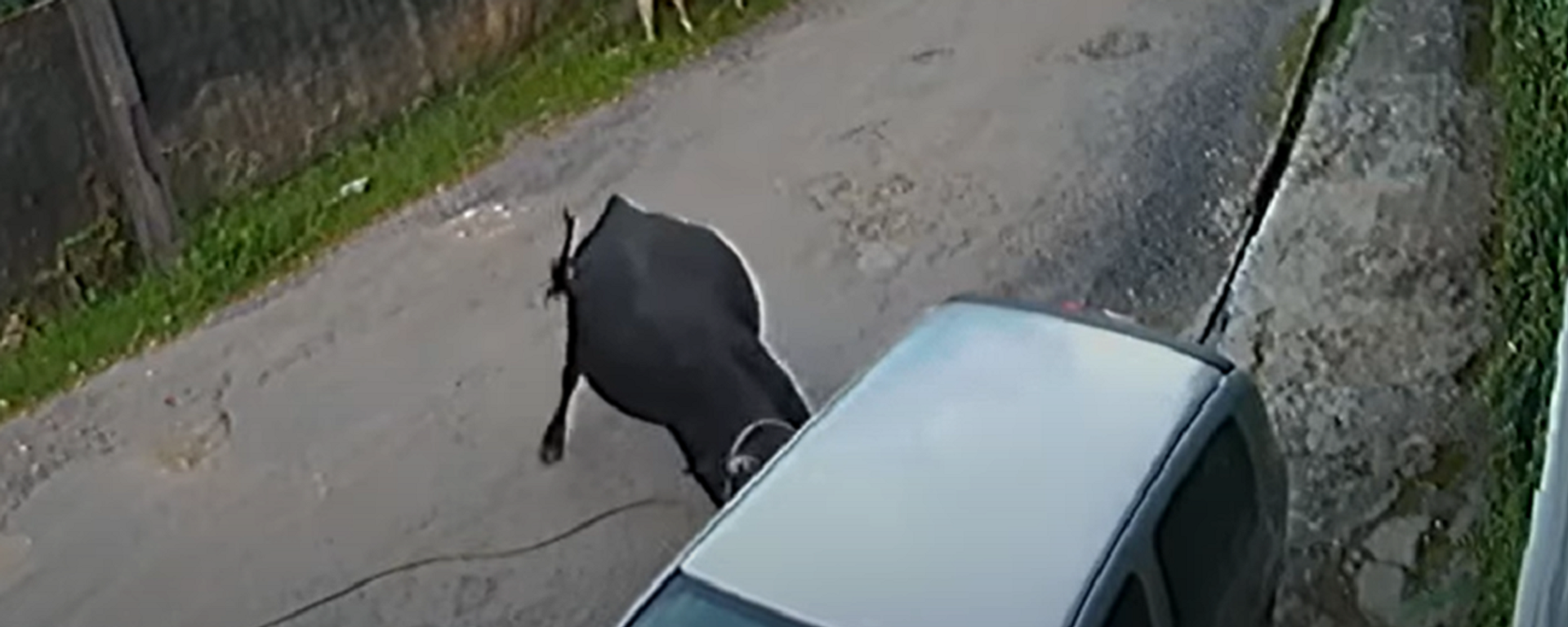 Un agresivo toro casi destroza un coche - Sputnik Mundo, 1920, 30.04.2021