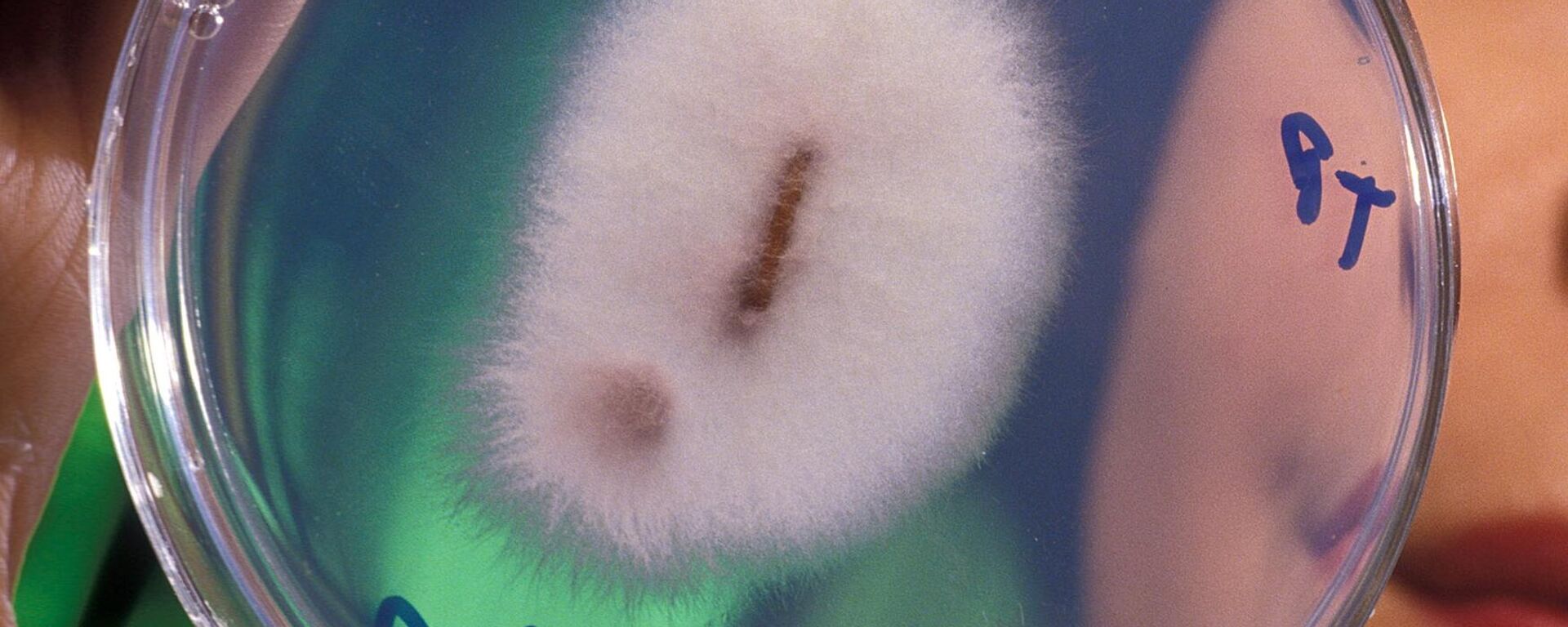 Fusarium oxysporum - Sputnik Mundo, 1920, 29.04.2021