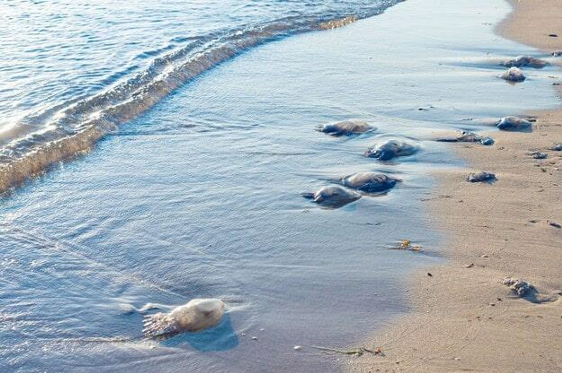 Medusa 'Physalia Physalis' varadas en la costa  - Sputnik Mundo, 1920, 30.04.2021
