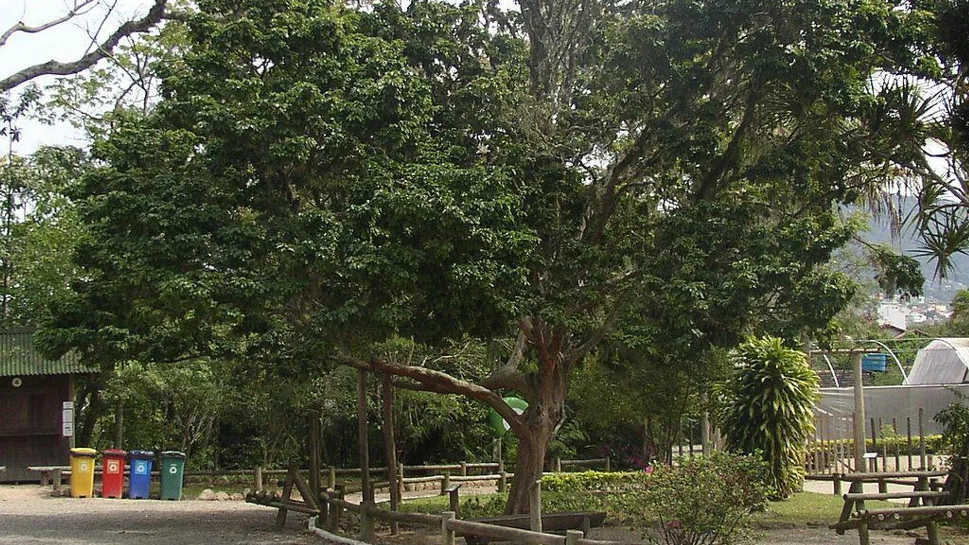 El árbol Caesalpina Echinata El árbol Caesalpina Echinata - Sputnik Mundo, 1920, 03.05.2021