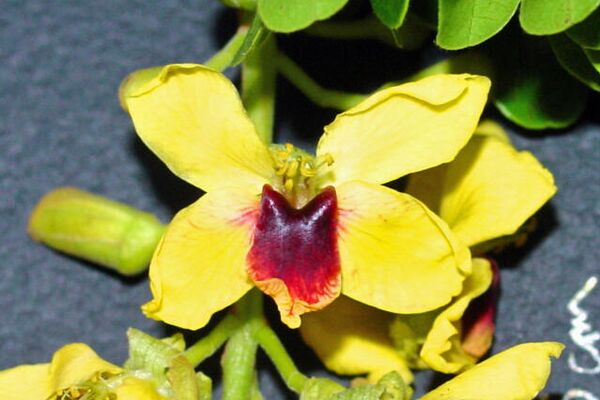 Flor del árbol Caesalpina Echinata - Sputnik Mundo