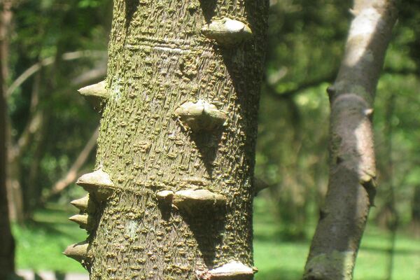 Tronco del árbol Caesalpina Echinata - Sputnik Mundo