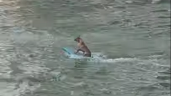 Perro-surfista - Sputnik Mundo