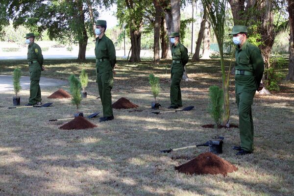 Árboles listos para ser sembrados en Jardín de la Memoria, en La Habana - Sputnik Mundo
