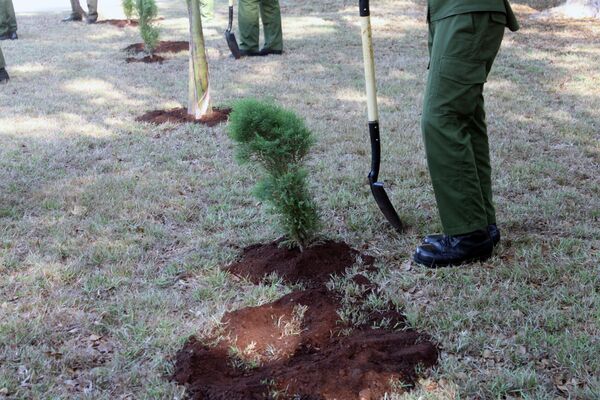 Árboles sembrados en Cuba en el Jardín de la Memoria, en homenaje a los caídos en la Gran Guerra Patria - Sputnik Mundo