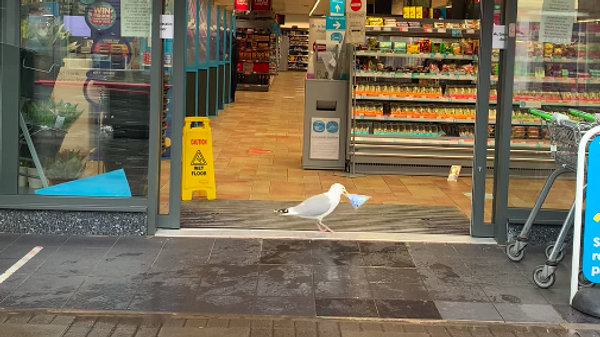 Una astuta gaviota se roba un sándwich del interior de una tienda - Sputnik Mundo