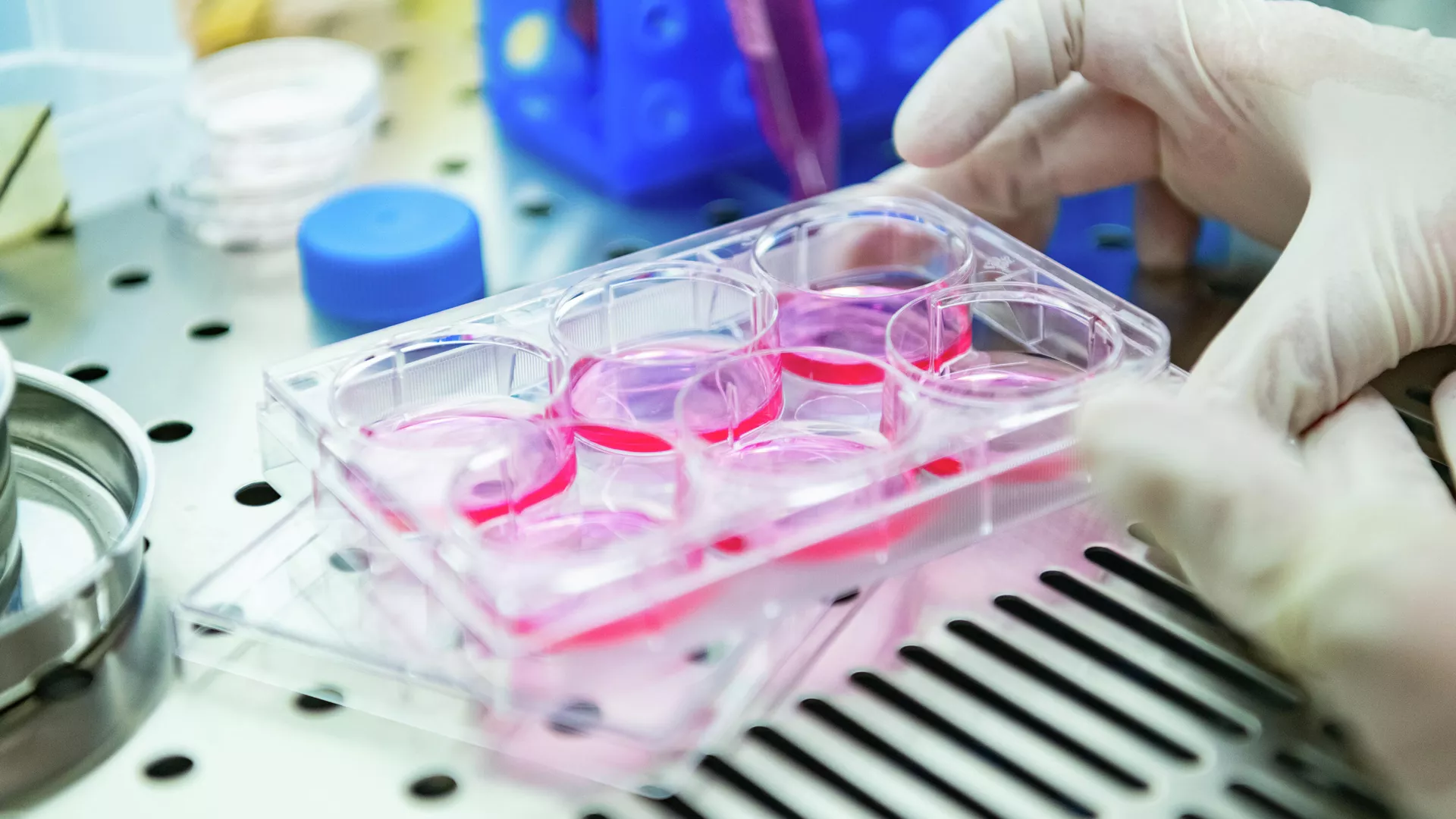 Sustancias en el Laboratorio de Investigación de Biofísica de la NUST MISIS