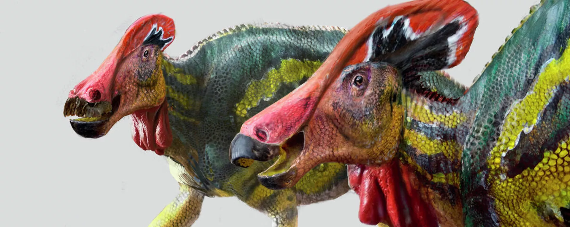 Tlatolophus galorum, una especie inédita de dinosaurio crestado identificada por científicos mexicanos Tlatolophus galorum, una especie inédita de dinosaurio crestado identificada por científicos mexicanos - Sputnik Mundo, 1920, 14.05.2021